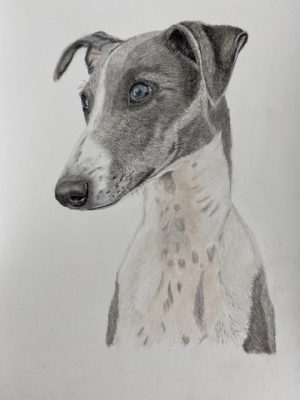 Greyhound