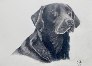 Black lab