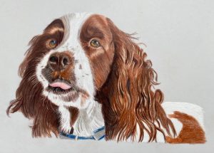 Springer Spaniel