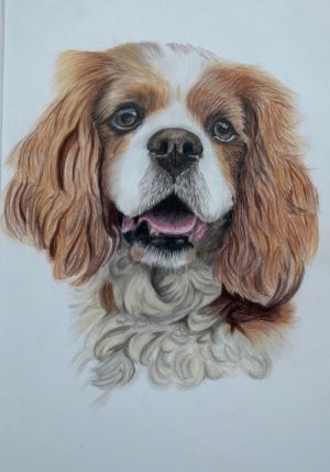 King Charles Spaniel