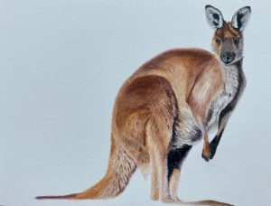 Kangaroo