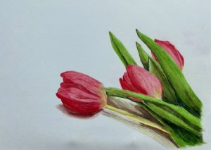 Red Tulips
