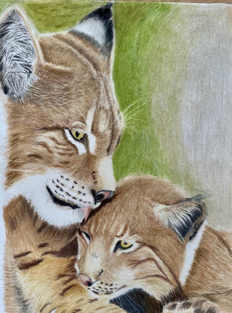 A Mother’s Gaze" – Hand-Drawn Lynx Mother and Cub Portrait